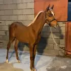 خيل مهر للبيع