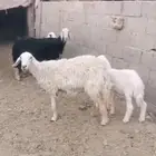 للبيع شياه متابيع كفووو ( تم البيع )