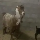 سوق مواشي الاحساء