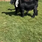 للبيع جفرات عوارض بفحلهن خصصصم تم البيع