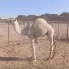 قعدان