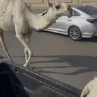 خلفه سنه ثني تحت بكره