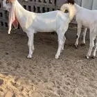 جفار مشاريك