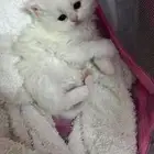 قطط للبيع شيرازي