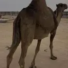 ناقه ملاقي