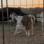 عنز تحتها خروف روم شرط .