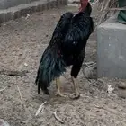 ديك فيتنامي ((سايكون لاو))