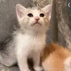 قطط شيرازي هجين برتش للبيع مو للتبني