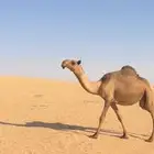 صفرا كفو