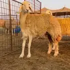 رخال صنف للبيع