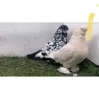 حمام