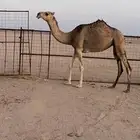 بكره