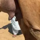 خلفه ساحليه كفو بكر تحتها بكره