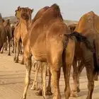 ابل نياق سواحل لقحات(( تم البيع ))
