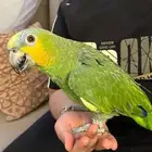 ببغاء امروني متكلم أليف