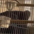 كناري بندوق