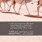 نياق وضح كفوو