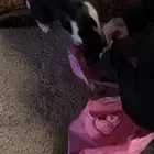 بنات عسل القطوه حنونه مره تهبل نفسي اخذها بس اهلي رافضين