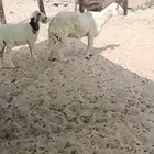 رغوث صافه تحتها رخل فل العمر فوق شهرين ديد سلم