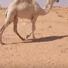 حاشي لقي للبيع