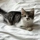 قطه عمر شهرين