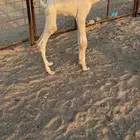 حوار ضيار كفو