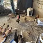 دجاج بلدي ومهجن باكستاني