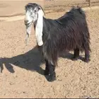 مطلوب حميسة معزا