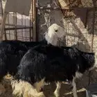 للبيع نجد طيبه