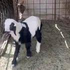 طلي نجدي فيه بعج بسيط براء الذمه للعمر 3 شهور ونص