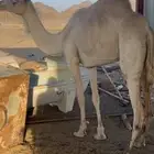 ناقه سودانيه
