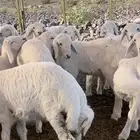 بهم مراح مخلوط نضيف شعره وشحم