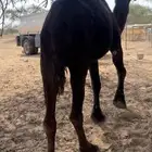 ناقه ضروبه