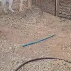 فحل حري شرط القريع ومنتج عندي
