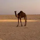 قصب