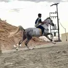 حصان شعبي فاخر