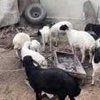 اا شاة برابر وفيها مهجنه تحتها 12 عيالها ذبايح