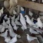 حمام لحم