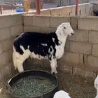 طلي نجدي جذع