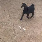 عناق بلديه