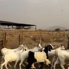 تيوس وجفار