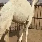 للبيع قعود