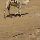ركبي خصي طوع