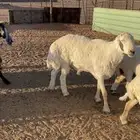 الشملي