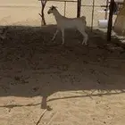 جفره بيشيه صنف