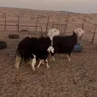 خلفات نجد ثنيه ورباع