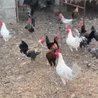 ديوك بلدي وفيومي والمنيوم