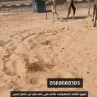 للبيع القحه