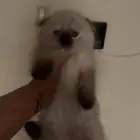 قطه سكوتش تهجين هملايا