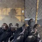 دجاج باكستاني